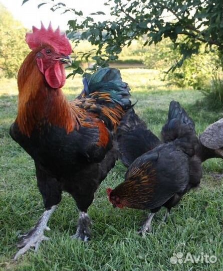 Московская черная,Кучинская Юбилейная цыплята,яйцо