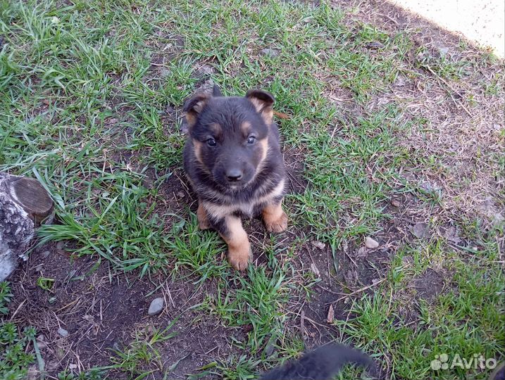 Щенки немецкой овчарки