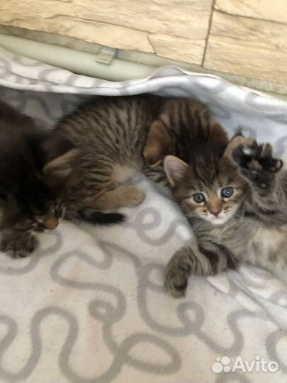 Отдам котят бесплатно