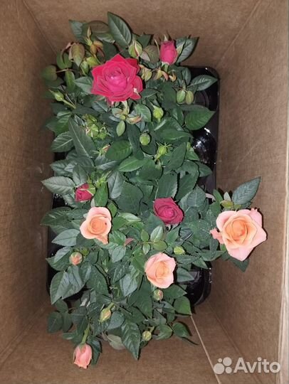 Роза комнатная кардана