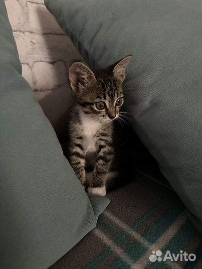 Котенок в добрые руки(девочка )