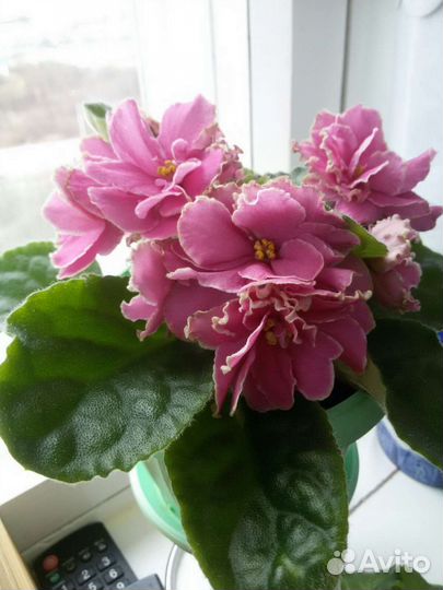 Фиалки сортовые