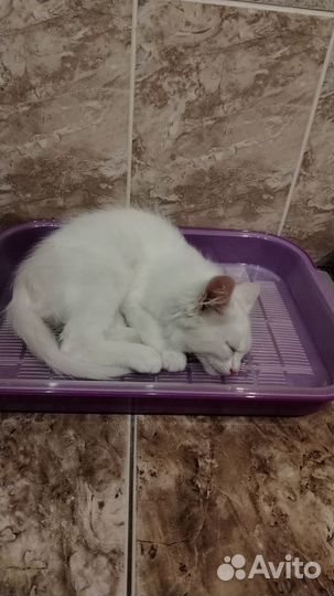 Белый котенок