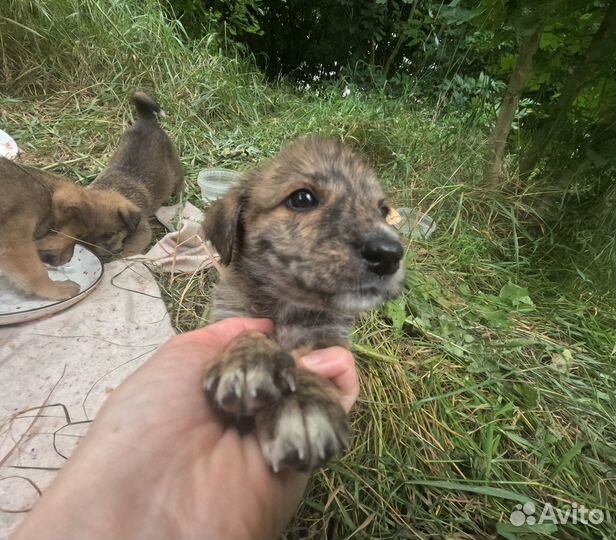 Щенки в добрые руки
