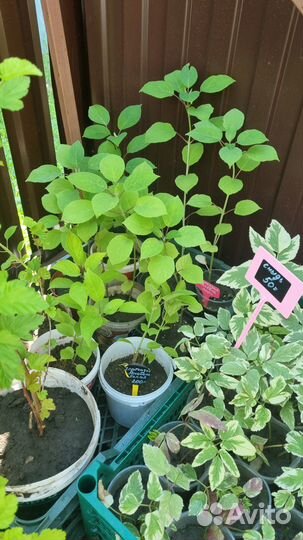 Гортензия древовидная Анабель