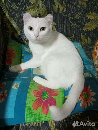 Айна ищет дом