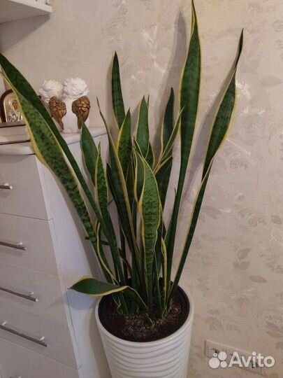 Сансевиерия