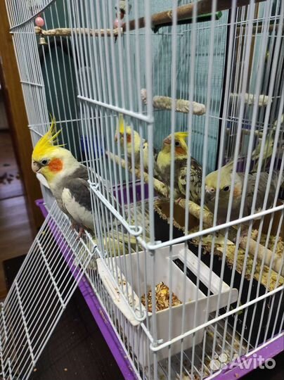 Пара корелл с клеткой