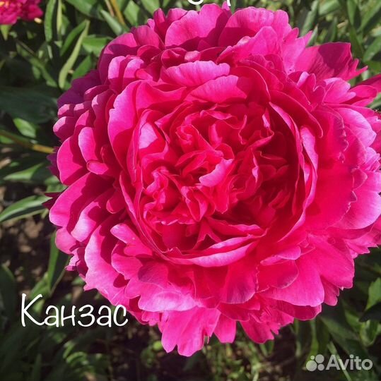 Пионы корни