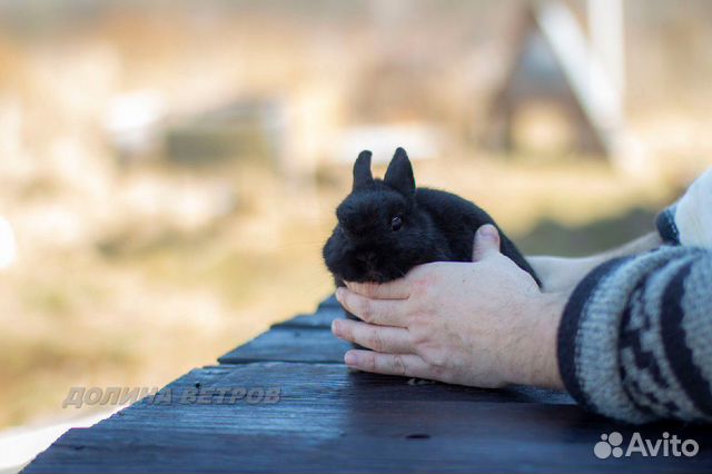 Супер миниатюрный карликовый кролик минор