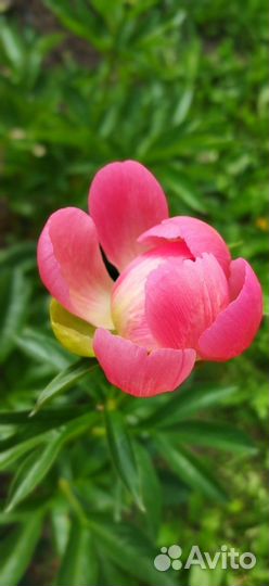 Деленка пиона Корал Суприм