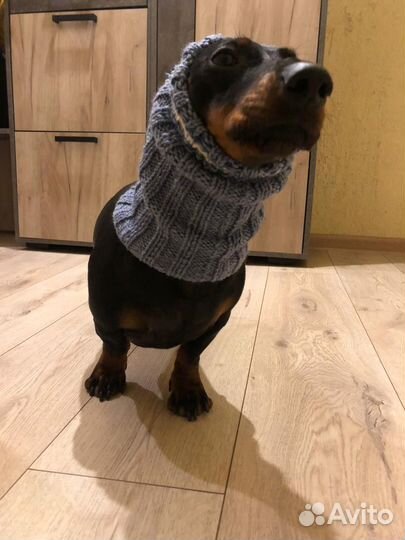 Вязанные вещи для питомца. Шапка для таксы