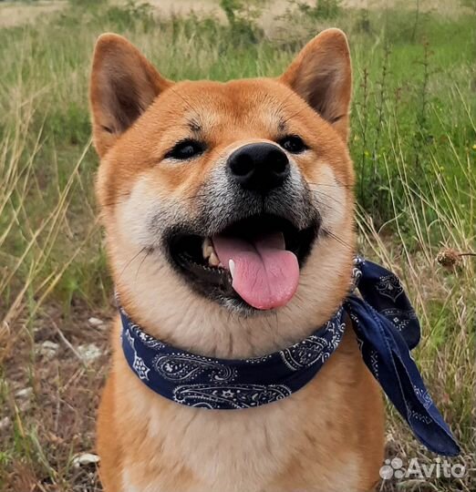 Сиба (Шиба) Ину для вязки