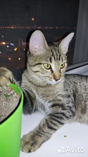 Отдам котенка в добрые руки