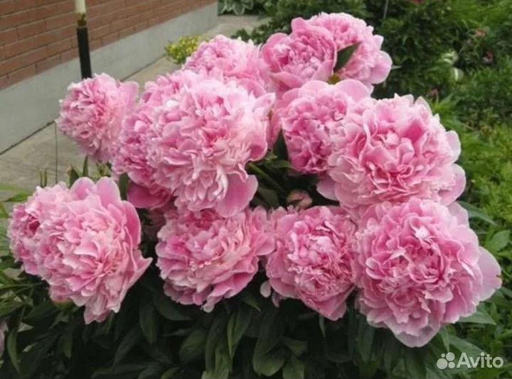 Пион сортовой