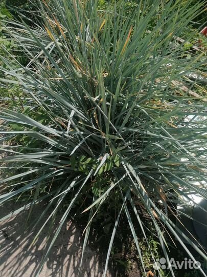 Элимус (колосняк песчаный)