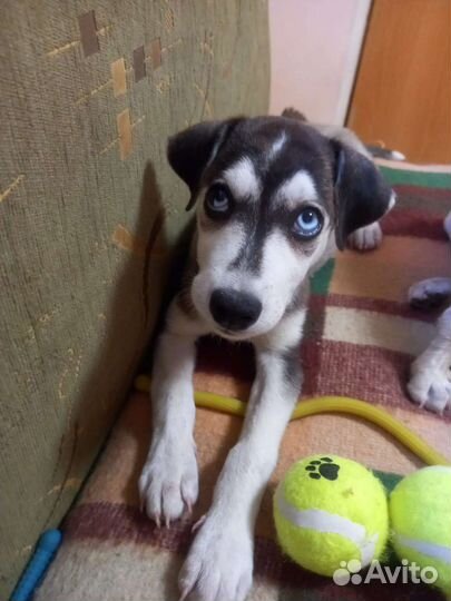 Бесподобный малыш ищет семью