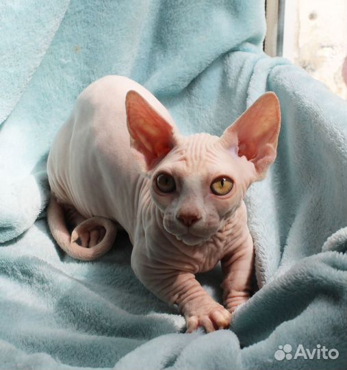 Девочки беляночки бамбино