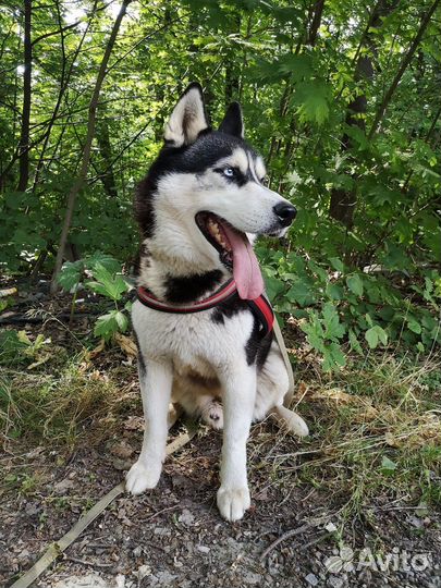 Передержка любых собак уличного содержания