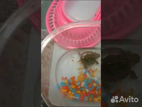 Американская красноухая черепаха с аквариумом объявление продам
