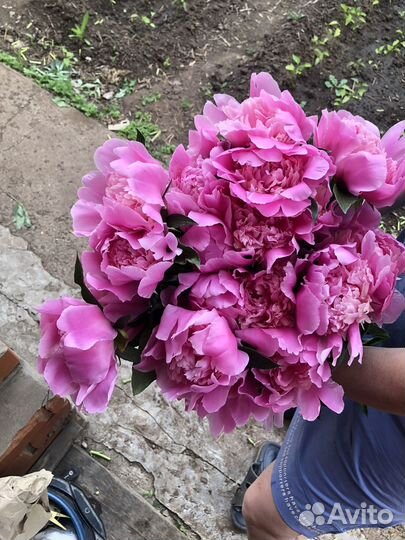 Пионы саженцы