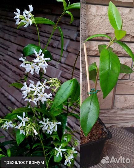 Домашние ароматные цветы