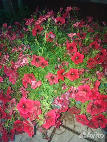 Петуния тайдал