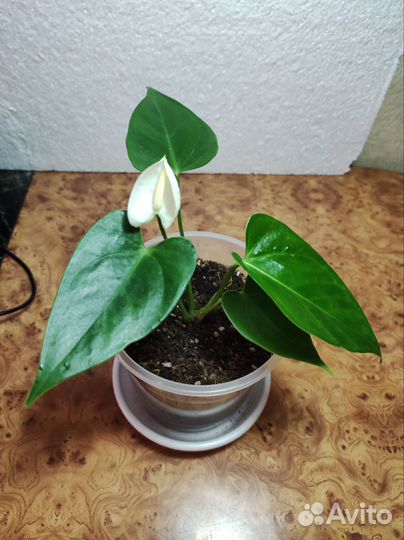 Антуриум белый