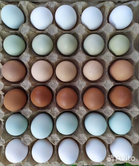 Яйцо инкубационное