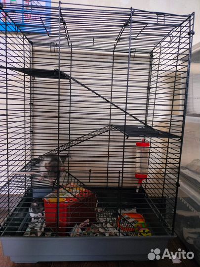 Крыса Дамбо