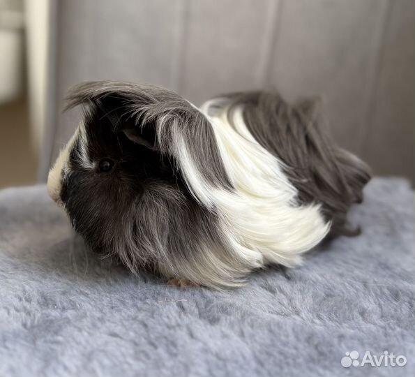 Морская свинка