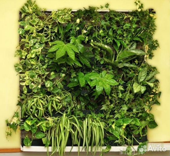 Фитомодуль