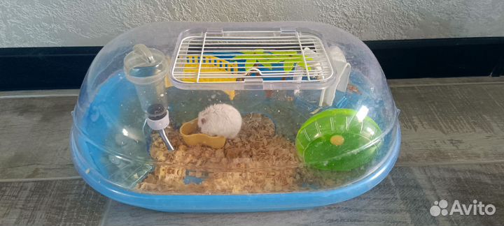 Джунгарский хомяк с клеткой