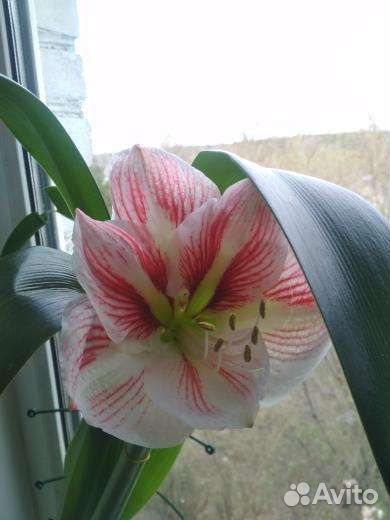 Гиппиаструм семена