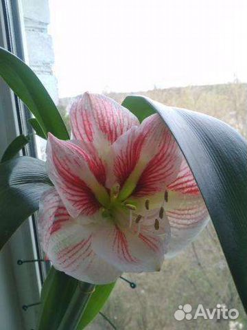 Гиппиаструм семена