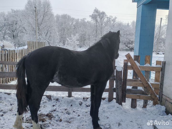 Продам жеребчика