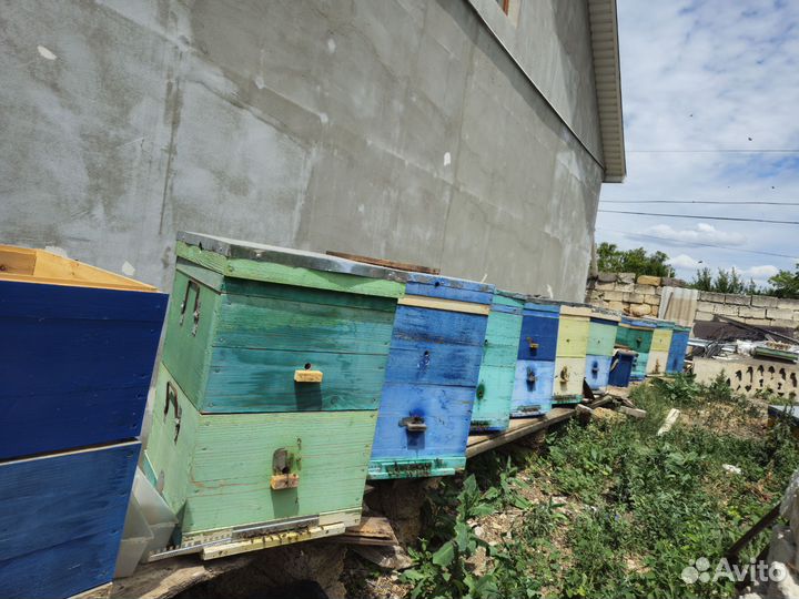 Улей с пчелами