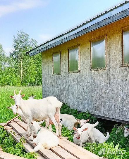 Зааненские козлята