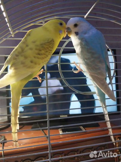Волнистый попугай пара