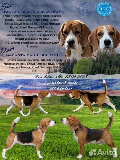 Щенки бигль