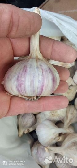 Чеснок на посадку со своего огорода