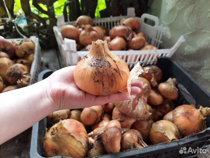 Лук Молодой Новый урожай оптом