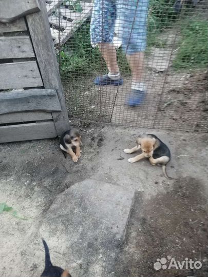 Щенки русской гончей от рабочей собаки