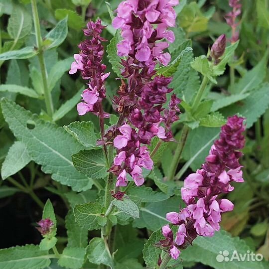 Шалфей дубравный New Dimensions Rose