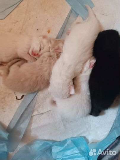 Кошки