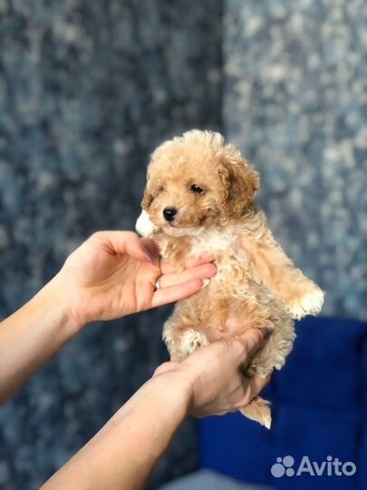 Мальтипу и пудели