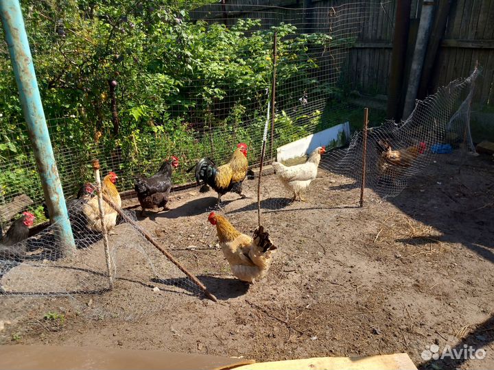 Куры несушки