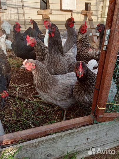 Куры несушки