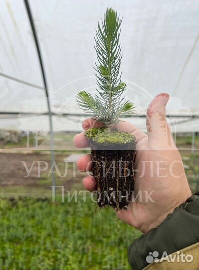 Сеянцы на лесовосстановление Ель Голубая зкс