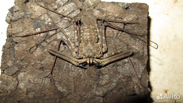 Пауки птицееды, скорпионы, фрины для новичков